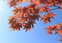 비전상실증후군(Boiled Frog Syndrome)