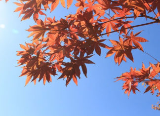 비전상실증후군(Boiled Frog Syndrome)
