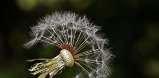 하나님께서 맡기신 씨앗들…