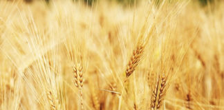 한 알의 밀이 땅에 떨어져 죽지 아니하면