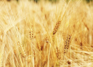 한 알의 밀이 땅에 떨어져 죽지 아니하면