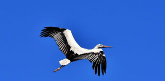 새는 날기위해 뼛속도 비운다