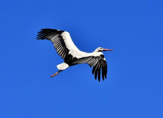 새는 날기위해 뼛속도 비운다