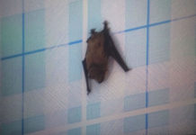 키르기즈스탄 비쉬켁에서 박쥐 250마리와의 피튀기는 전투