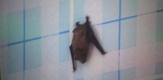 키르기즈스탄 비쉬켁에서 박쥐 250마리와의 피튀기는 전투