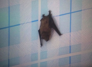 키르기즈스탄 비쉬켁에서 박쥐 250마리와의 피튀기는 전투