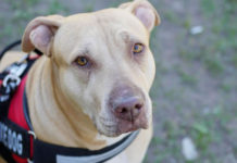 개보다 귀한 생명