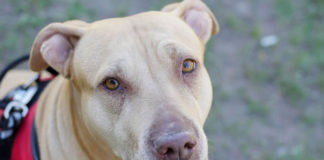 개보다 귀한 생명