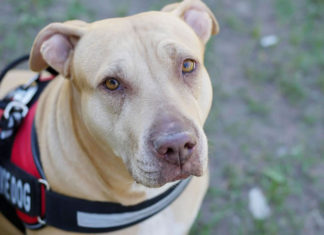 개보다 귀한 생명