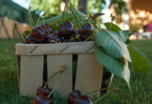 열매가 있는 사람 바울