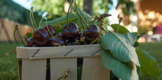 열매가 있는 사람 바울