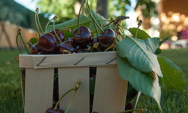 열매가 있는 사람 바울