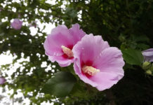 우리 모두가 한류 메이커