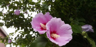 우리 모두가 한류 메이커