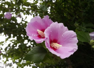 우리 모두가 한류 메이커