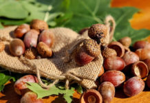 도토리도 벌을 만나야