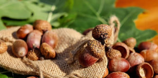 도토리도 벌을 만나야