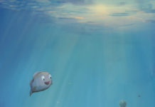 갈릴리 삼총사/암눈 틸라피아