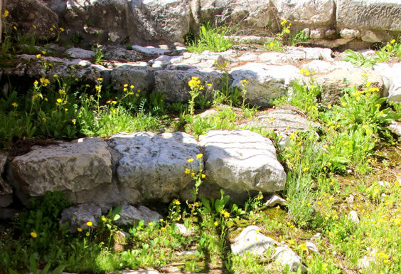 세상에서 가장 위대한 발자취, 비아 돌로로사