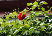 4월 셋째 주 찬송/4월 넷째 주 찬송