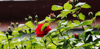 4월 셋째 주 찬송/4월 넷째 주 찬송