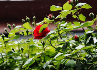 4월 셋째 주 찬송/4월 넷째 주 찬송