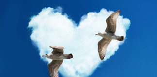 사랑에 빠진 갈매기 기드온