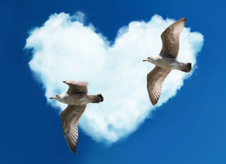 사랑에 빠진 갈매기 기드온