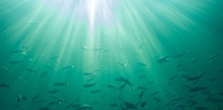 테러리스트의 습격