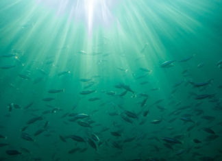 테러리스트의 습격