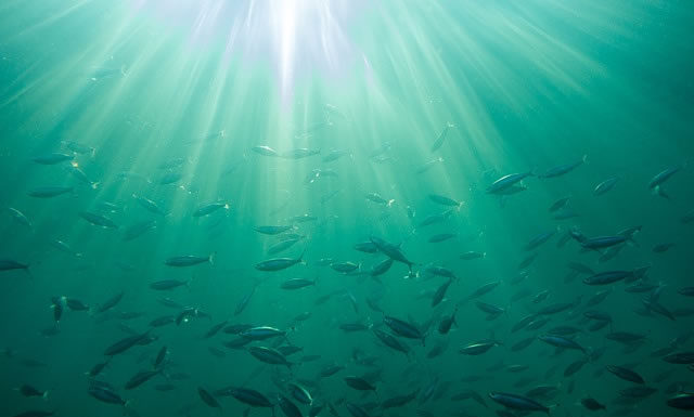 테러리스트의 습격