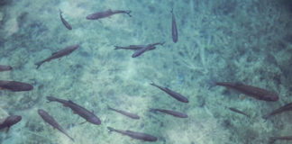 제왕의 야망에 불타는 무당 틸라피아