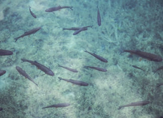 제왕의 야망에 불타는 무당 틸라피아