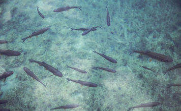 제왕의 야망에 불타는 무당 틸라피아