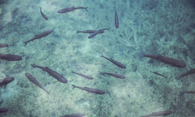 제왕의 야망에 불타는 무당 틸라피아