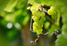 참 포도나무이신 예수 그리스도