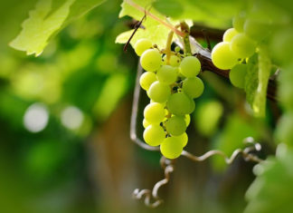 참 포도나무이신 예수 그리스도