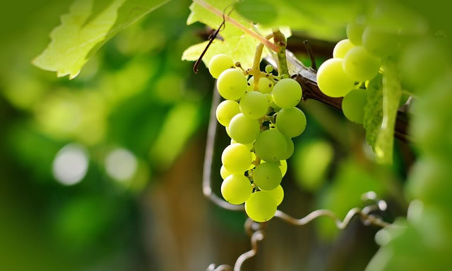 참 포도나무이신 예수 그리스도