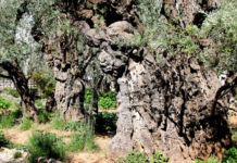 겟세마네 올레길 – The Olle Trail of Gethsemane