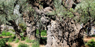 겟세마네 올레길 – The Olle Trail of Gethsemane