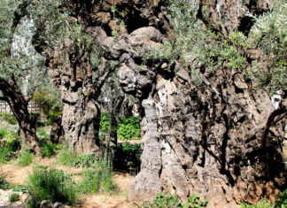 겟세마네 올레길 – The Olle Trail of Gethsemane