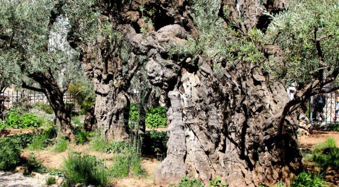 겟세마네 올레길 – The Olle Trail of Gethsemane