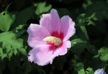 대한민국과 선교사.2