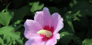 대한민국과 선교사.2