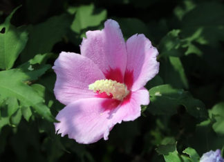 대한민국과 선교사.2