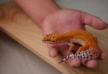 “파충류라고? 징그러워”