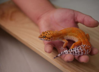 “파충류라고? 징그러워”