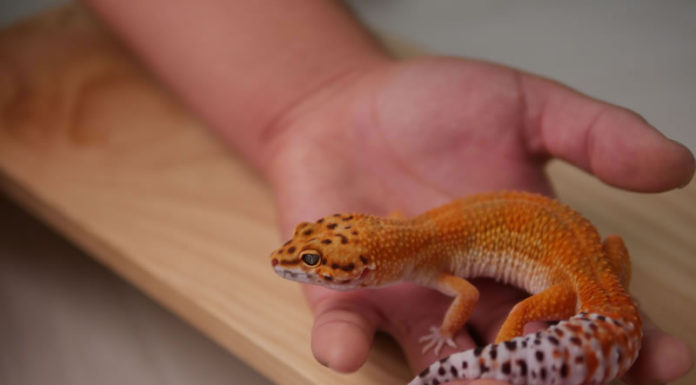 “파충류라고? 징그러워”