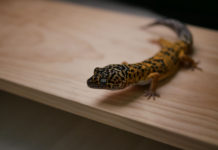 “레오파드 게코”