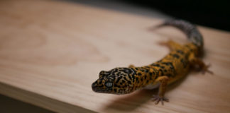 “레오파드 게코”